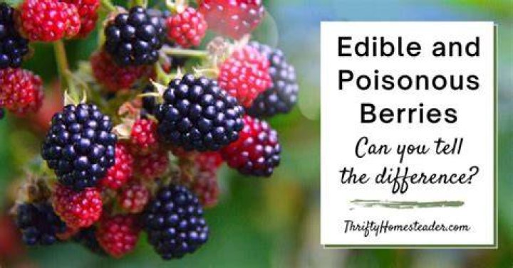 Are there any poisonous black berries?