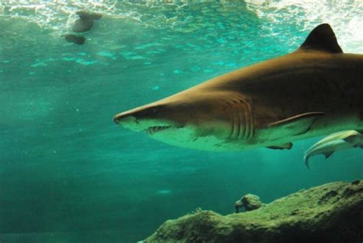 Are there sharks in Lake Mead?