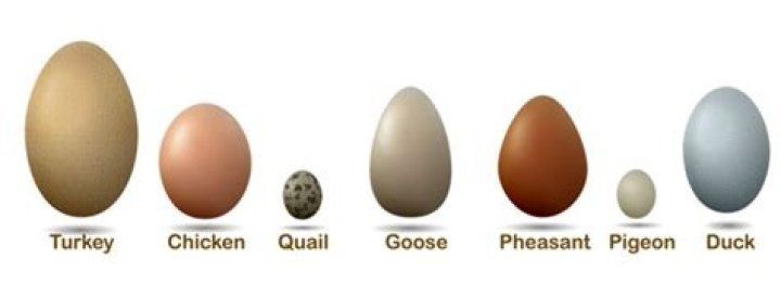 Are turkey eggs bigger than chicken eggs?