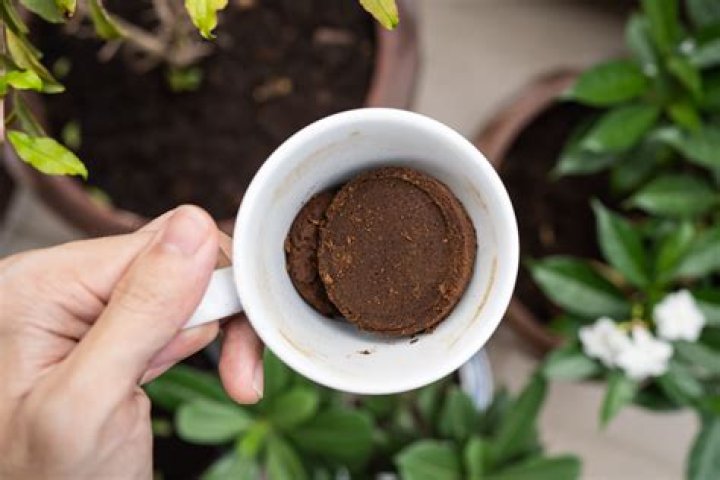 Are used coffee grounds good for rhubarb?