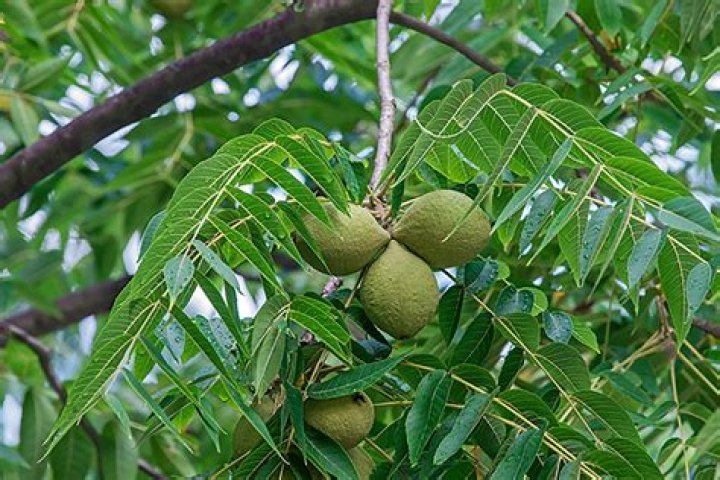 Are walnut trees valuable?
