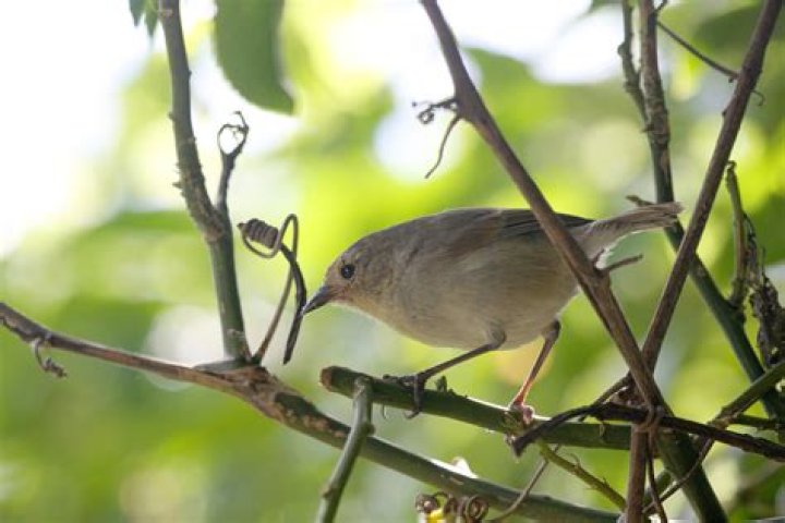 Are Warbler finches carnivores?