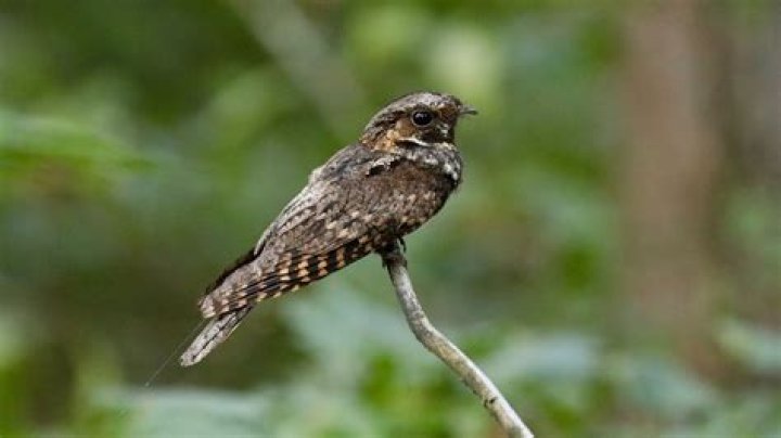 Are Whippoorwills endangered?