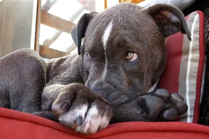 At what age do pitbulls calm down?