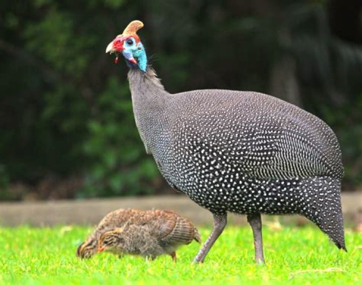 Can a guinea fowl fly?