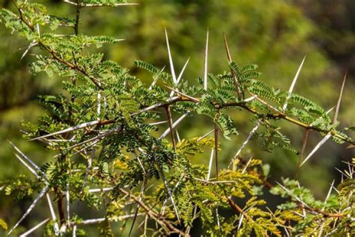 Can a thorn be poisonous?