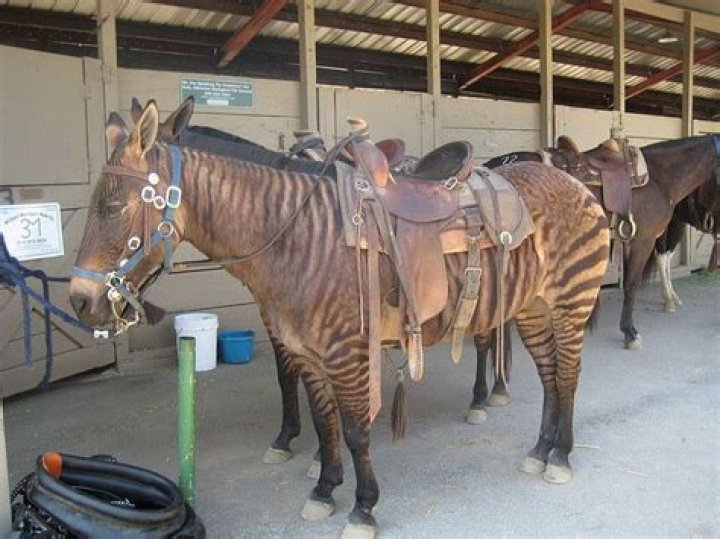 Can a Zorse be ridden?