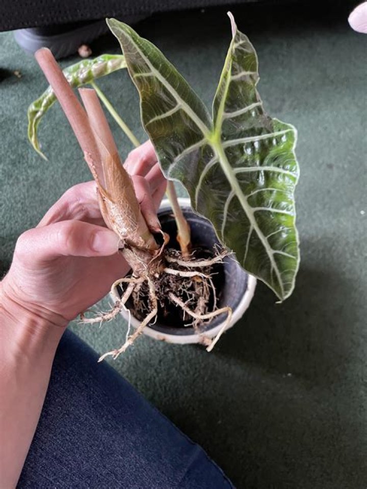 Can alocasia grow in water?