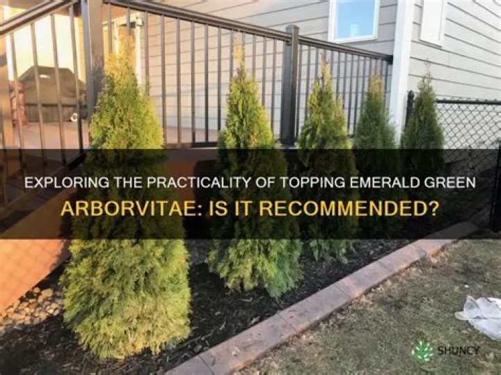 Can an arborvitae be topped?