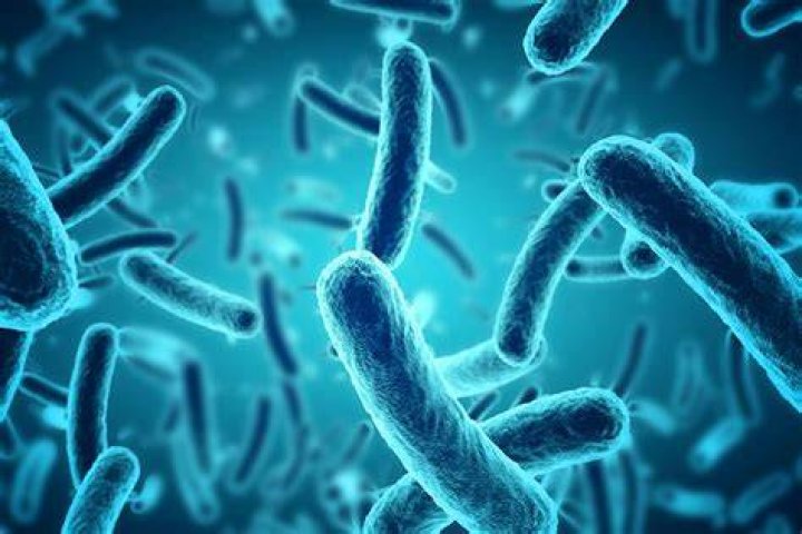 Can bacteria grow in water coolers?