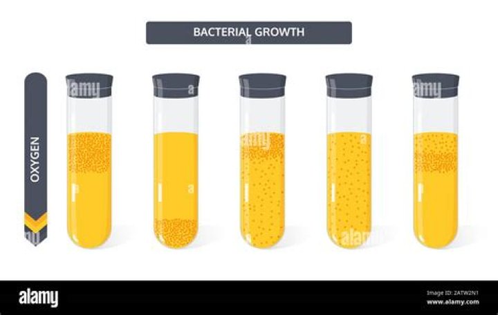Can bacteria grow on glass?