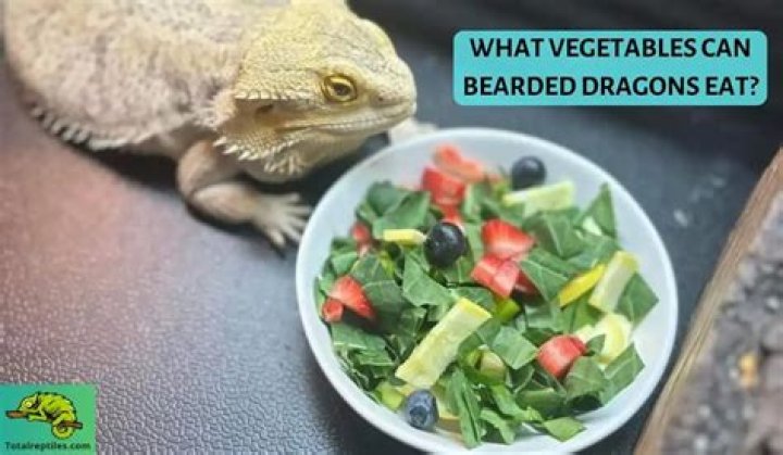 Can Bearded dragons eat cooked veggies?