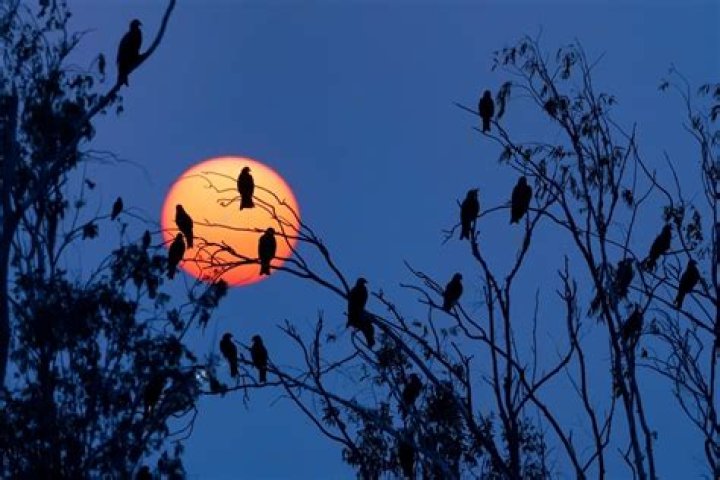 Can birds sleep with lights on?