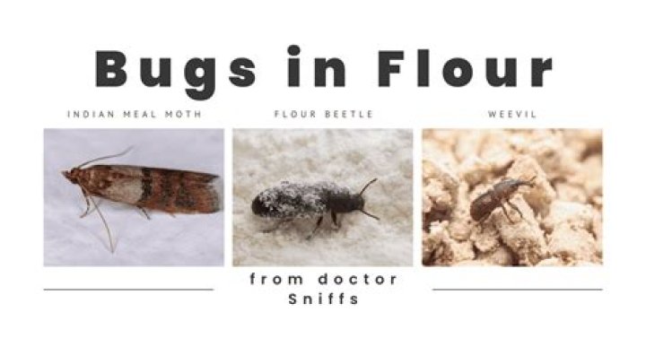 Can bugs get in brown sugar?