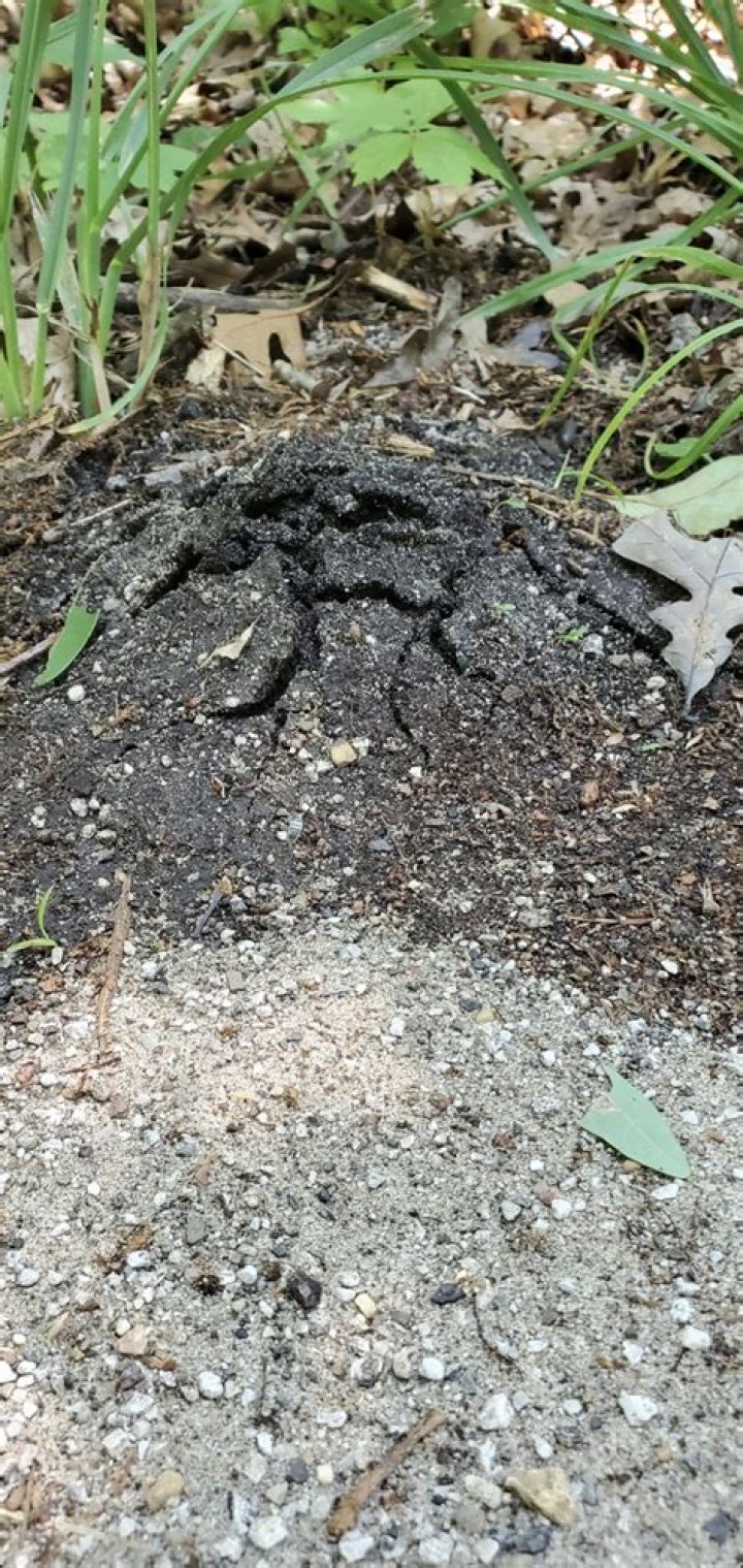 Can Chipmunks burrow through concrete?
