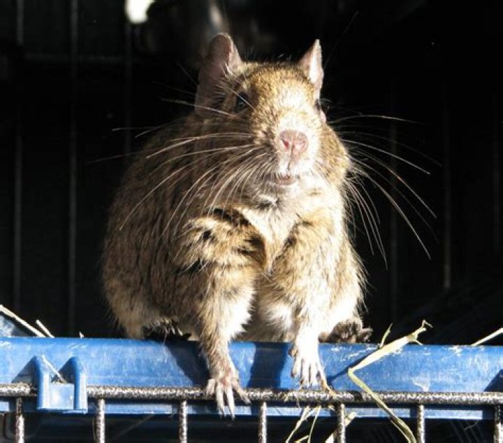 Can degus live together?