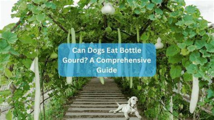 Can dogs eat bottle gourd?