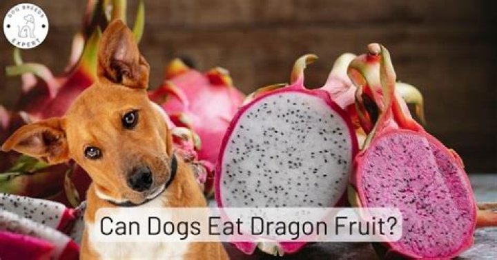 Can dogs have dragon fruit from Starbucks?