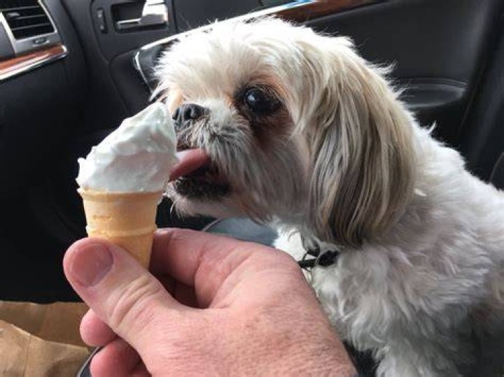 Can dogs have mcdonalds ice cream?
