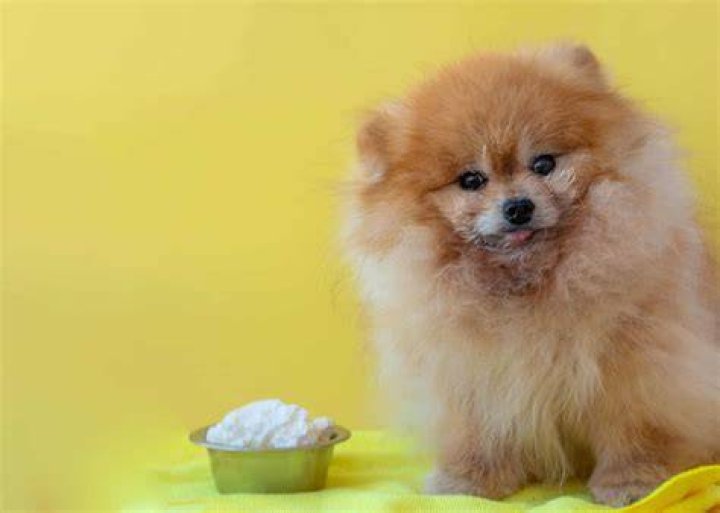 Can eating cheese hurt my dog?