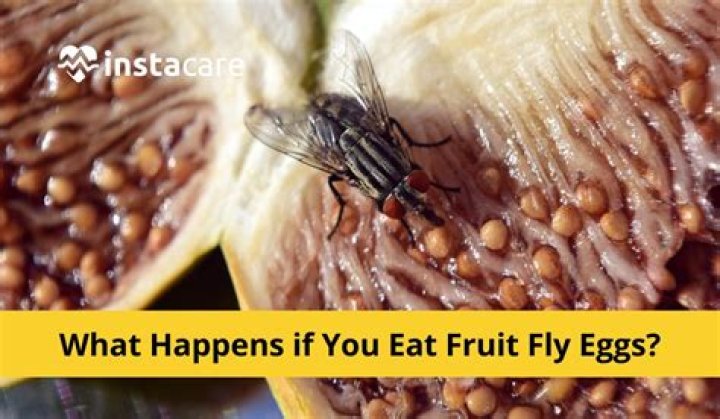 Can fruit flies contaminate food?