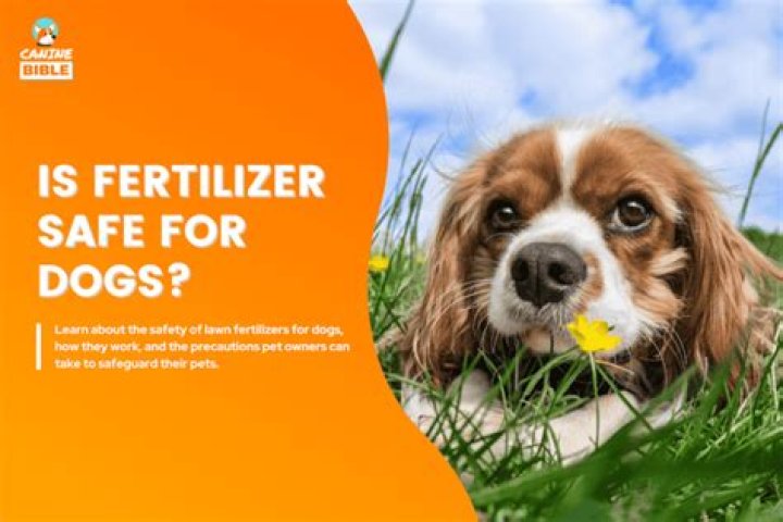 Can grass fertilizer kill dogs?