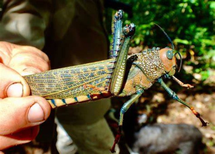 Can Grasshoppers drown?