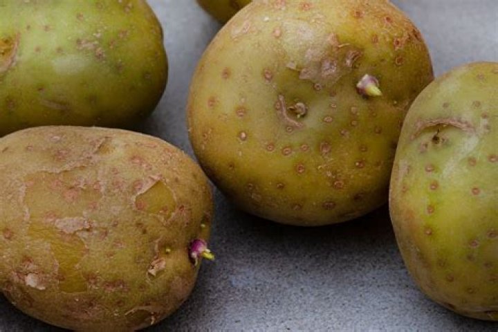 Can green potatoes make you sick?