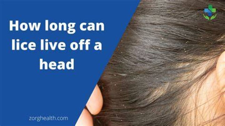 Can head lice live on bleached hair?
