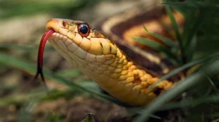 Can Heat kill snakes?