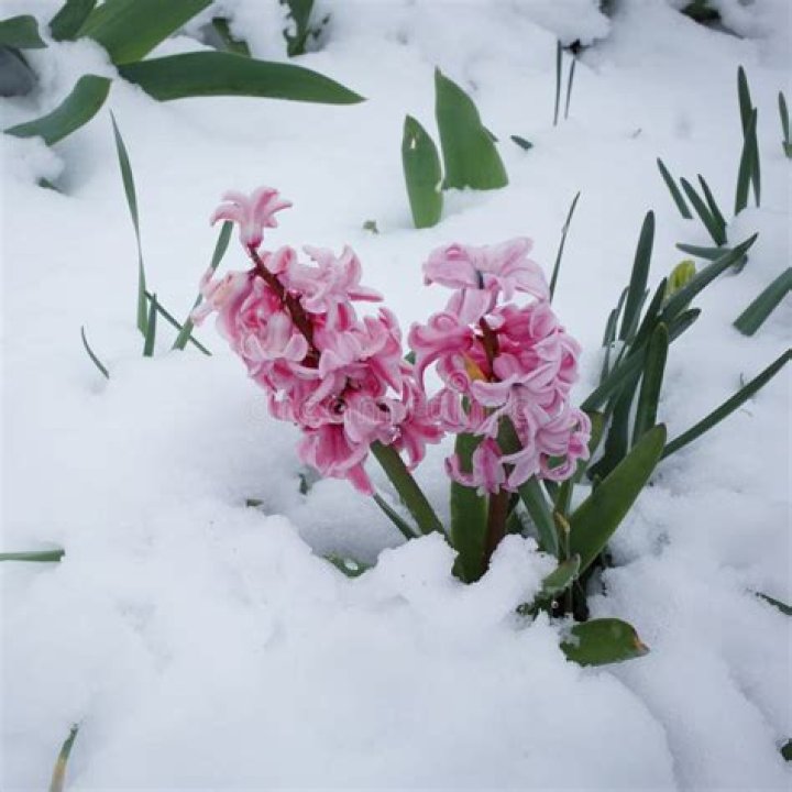 Can hyacinths survive winter?