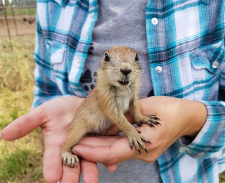 Can I buy a prairie dog?