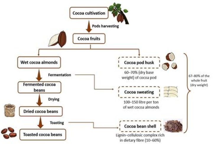 Can I eat cacao powder everyday?