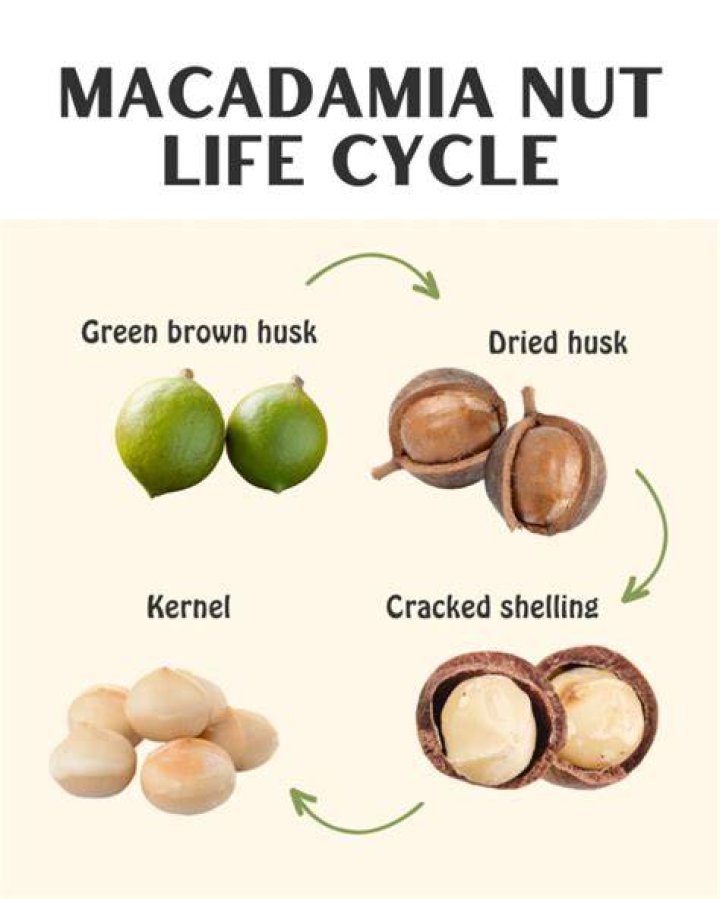 Can I eat raw macadamia nuts?