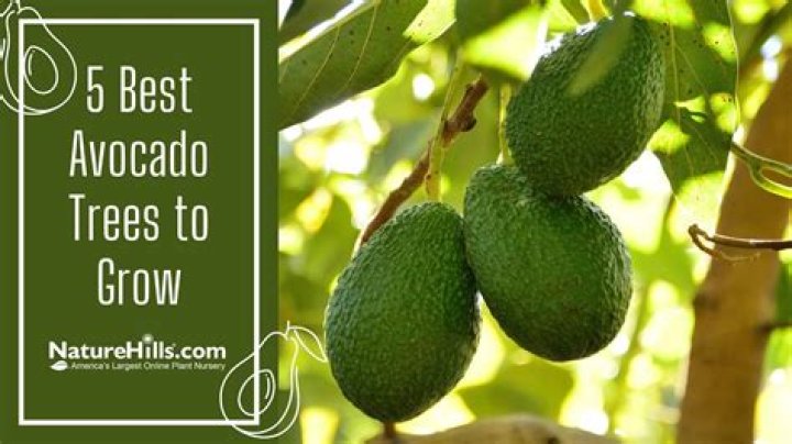 Can I grow avocados in my backyard?