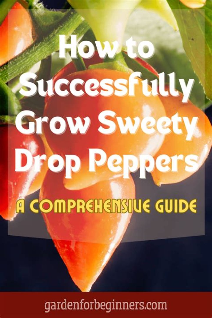 Can I grow Sweety drop peppers?
