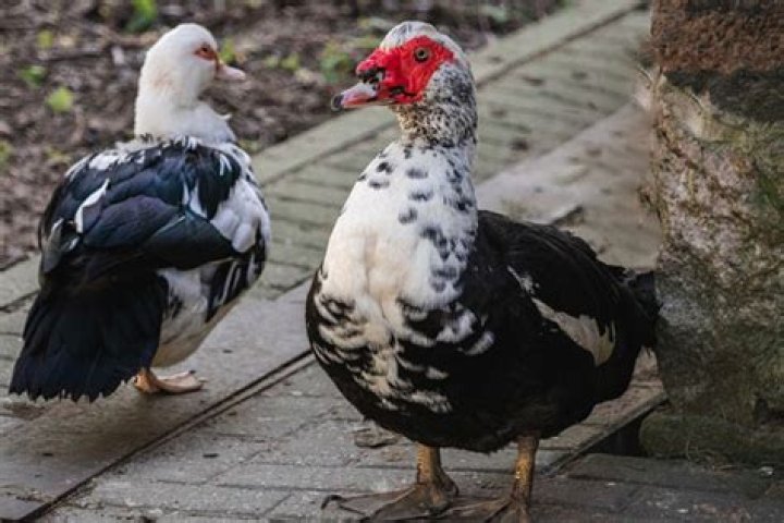 Can I kill Muscovy ducks?