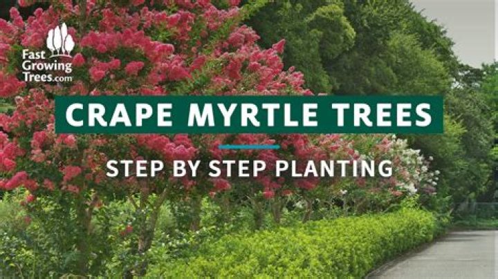Can I plant a crepe myrtle next to my house?