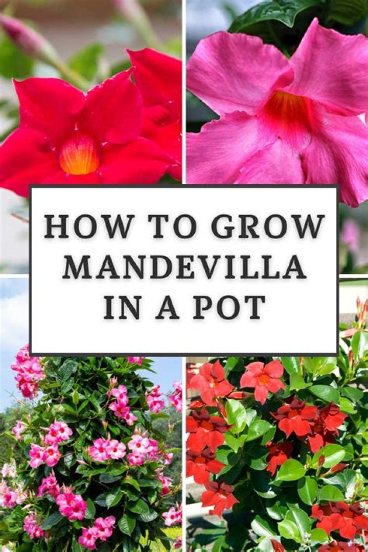 Can Mandevilla grow in pots?