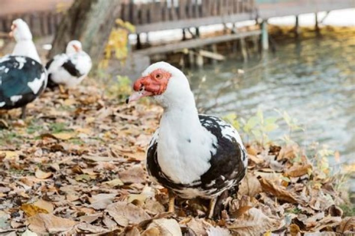 Can Muscovy ducks breed with other ducks?