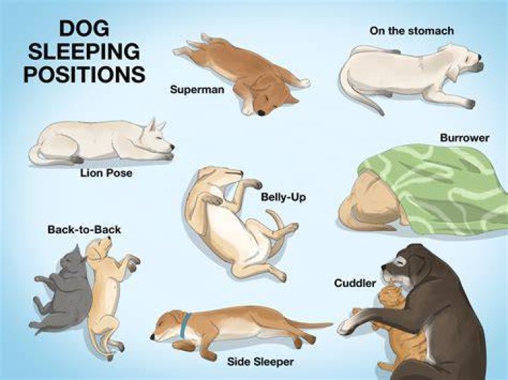 Can my dog sleep with a prong collar?