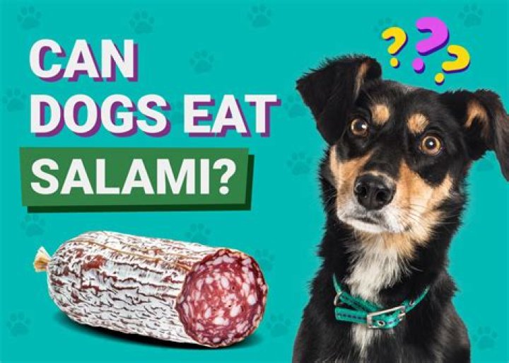 Can salami kill a dog?