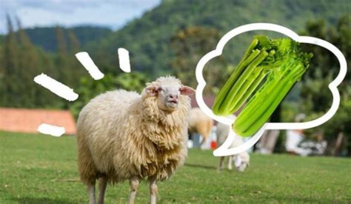 Can sheep eat vegetables?