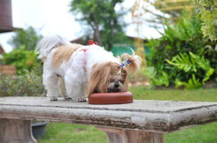 Can Shih Tzu eat rice?