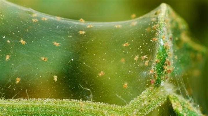 Can spider mites travel from plant to plant?
