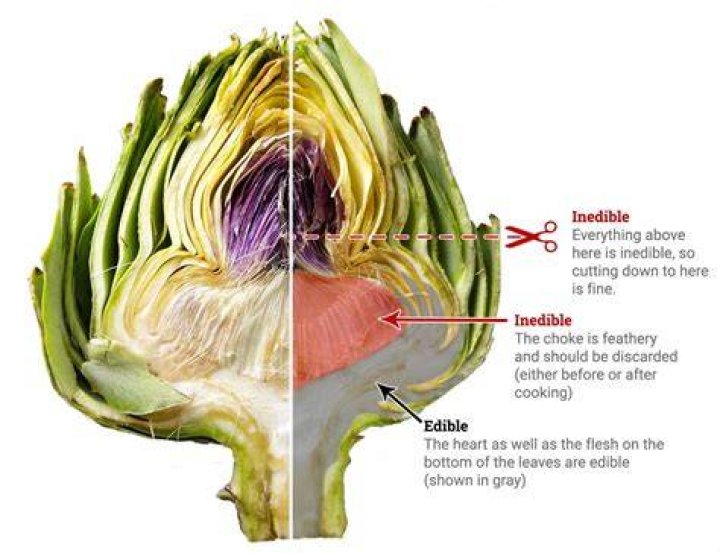 Can u eat the whole artichoke?