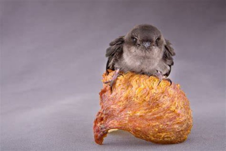 Can vegetarians eat bird nest?