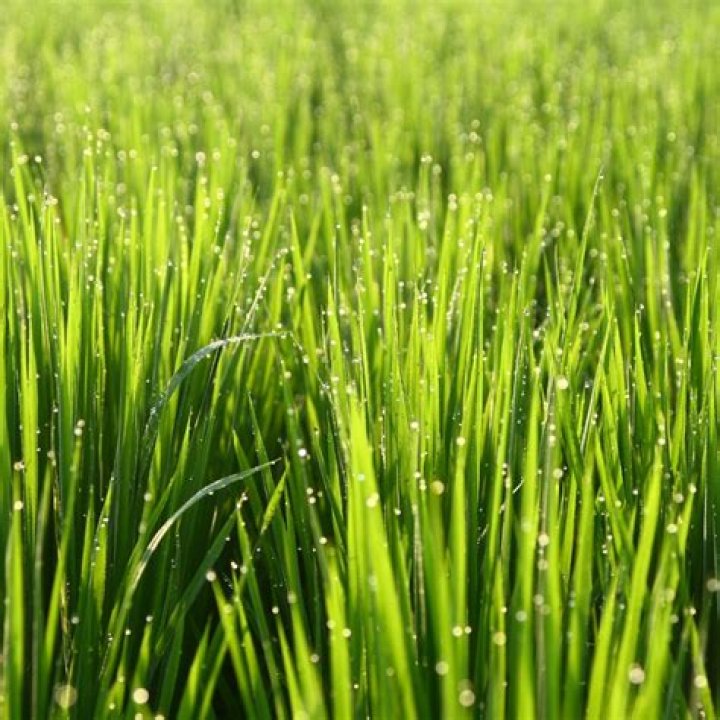 Can wheatgrass go bad?