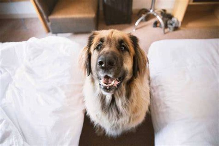 Can you bring a dog in a hotel?