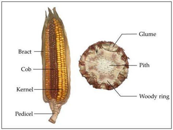 Can you buy the cob quickly hand?
